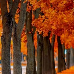 Meet your Posher, Tess